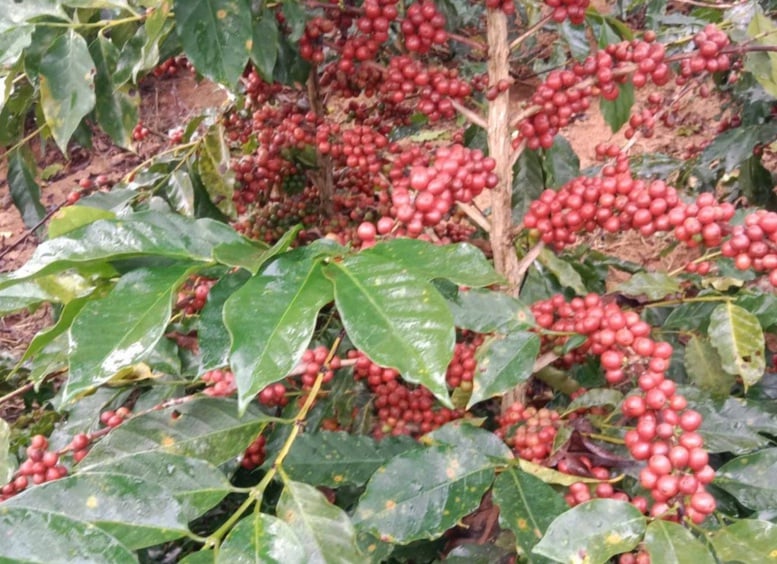 Tương lai cho cà phê chất lượng cao sau tái canh- Ảnh 1.