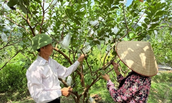 Canh tác hữu cơ - hướng đi an toàn, bền vững