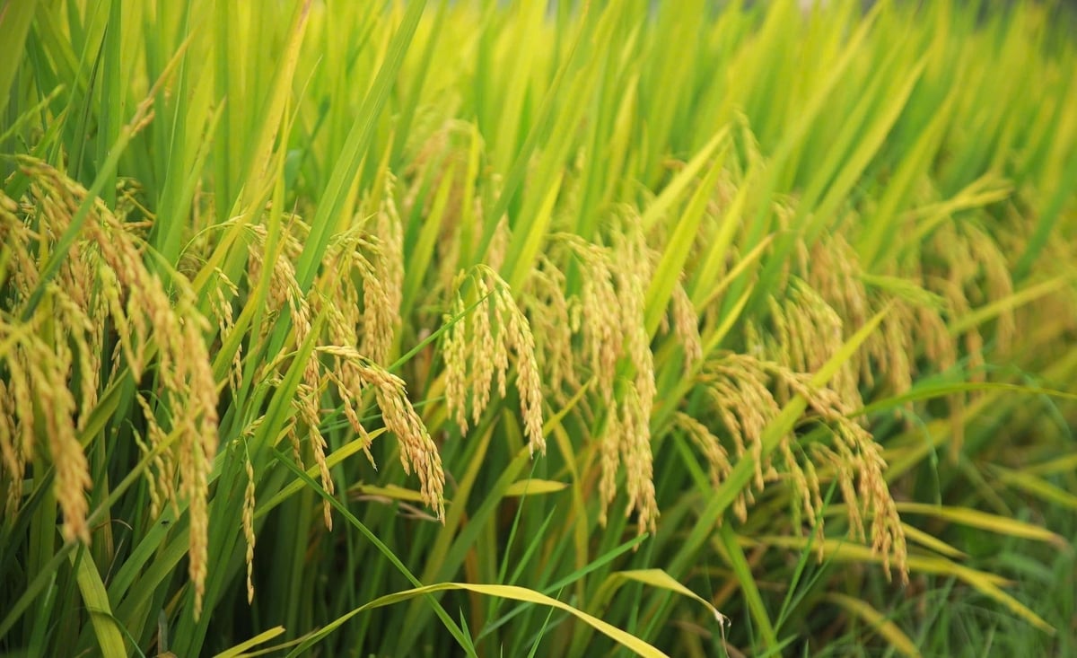 Lúa vẫn là cây trồng chủ lực tại vụ xuân 2026. Ảnh: Việt Khánh.