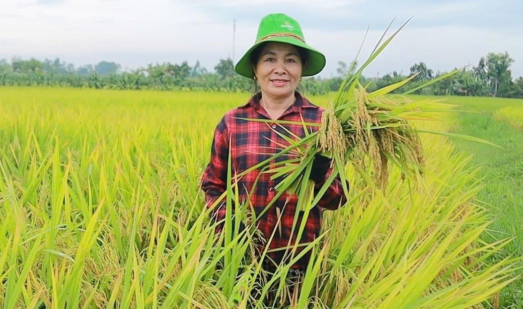 Ngành Nông nghiệp và Môi trường Nghệ An khuyến cáo các địa phương ưu tiên sử dụng các giống lúa chất lượng cao. Ảnh: Việt Khánh. 