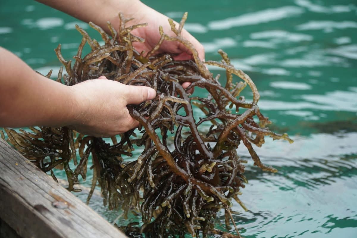 Nuôi biển Việt Nam đang phát triển mạnh tại các tỉnh, thành ven biển, với 4 nhóm đối tượng chính là cá biển, rong biển, nhuyễn thể và tôm hùm. Ảnh: Hồng Thắm.