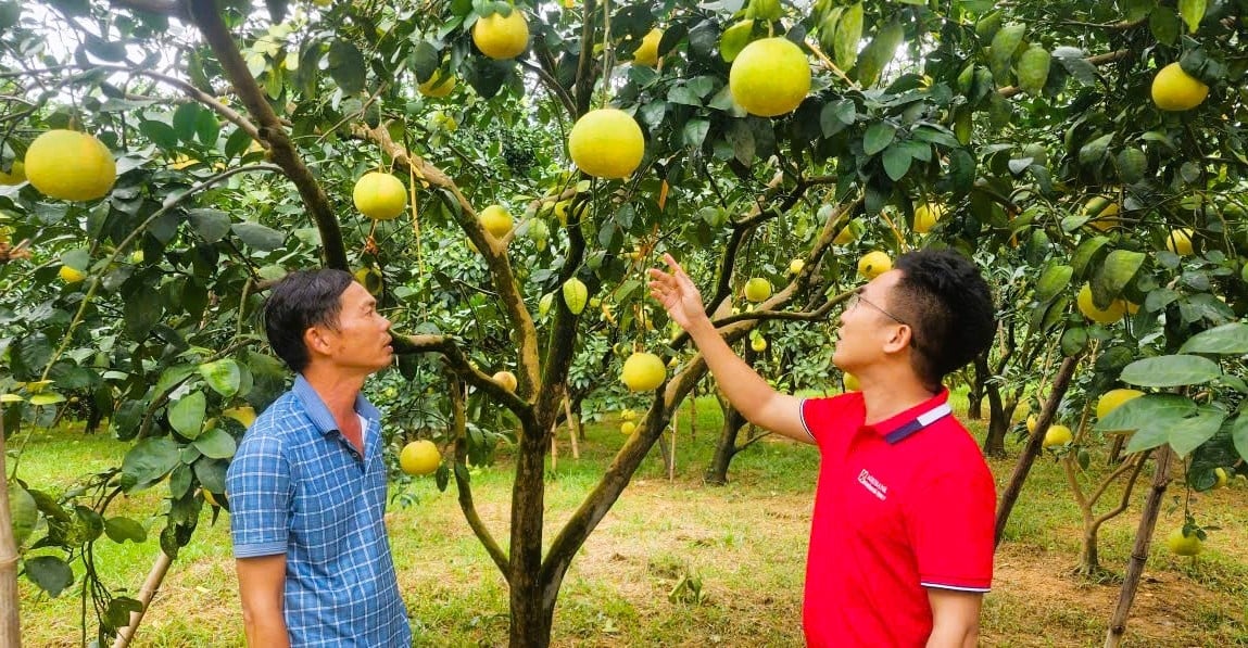 Mô hình vay vốn từ Agribank Hà Tĩnh II đầu tư sản xuất sạch, quy trình nông nghiệp tuần hoàn, áp dụng khoa học kỹ thuật ở xã Phúc Trạch.