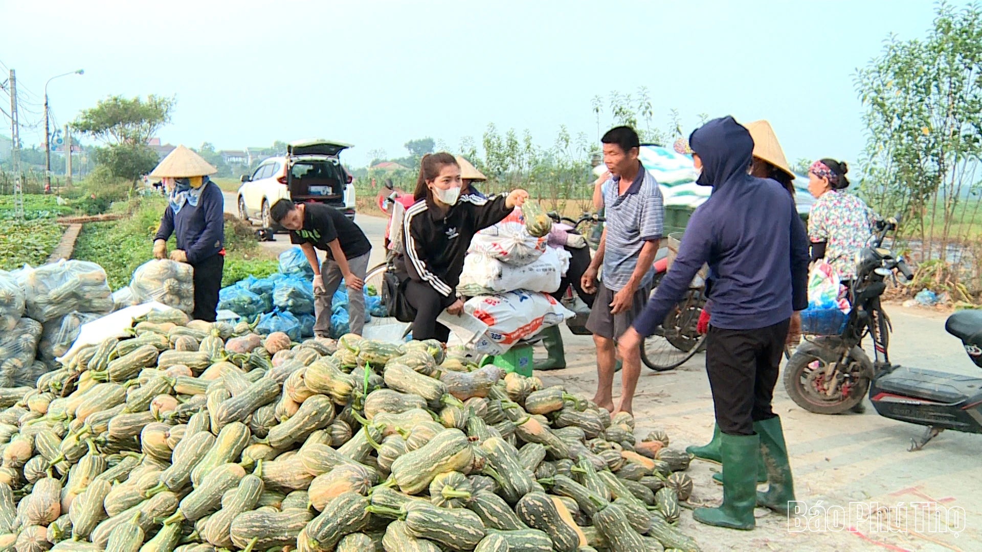 Qi Lu promueve la eficiencia económica de la calabaza de invierno