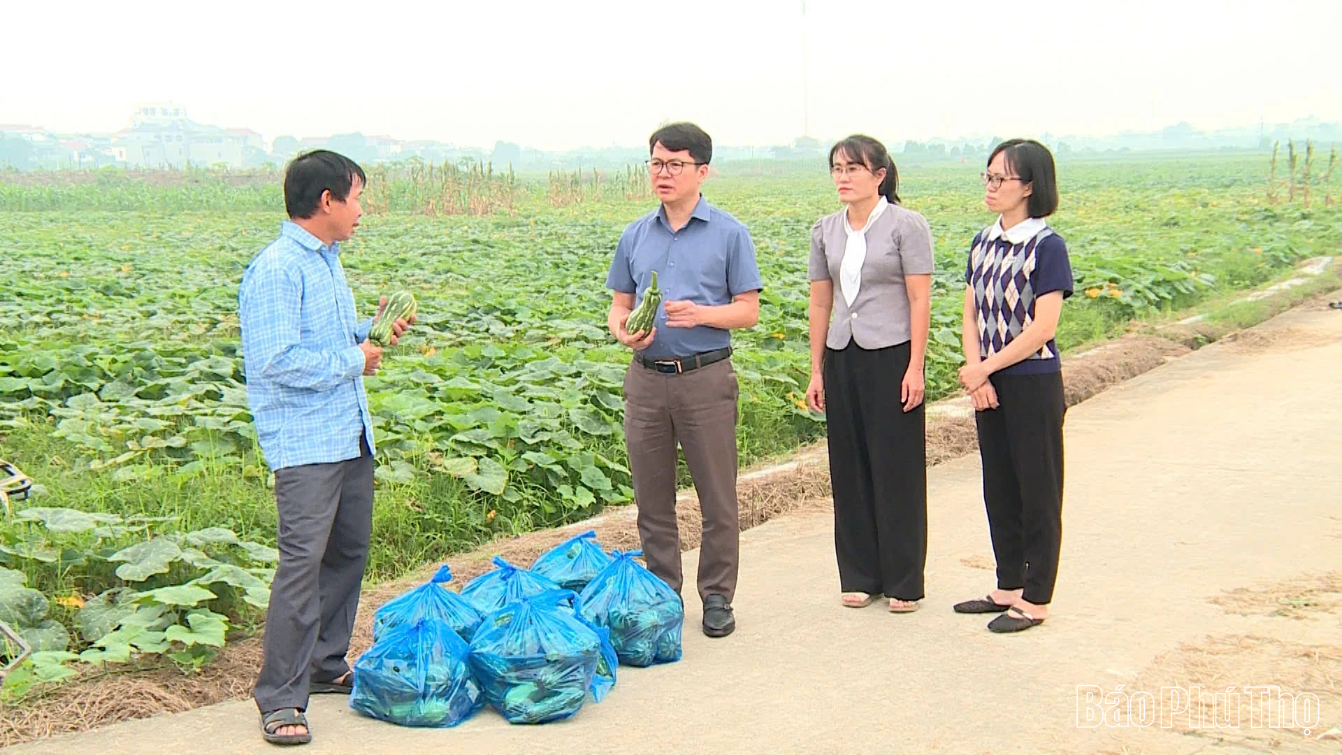 Qi Lu promueve la eficiencia económica de la calabaza de invierno