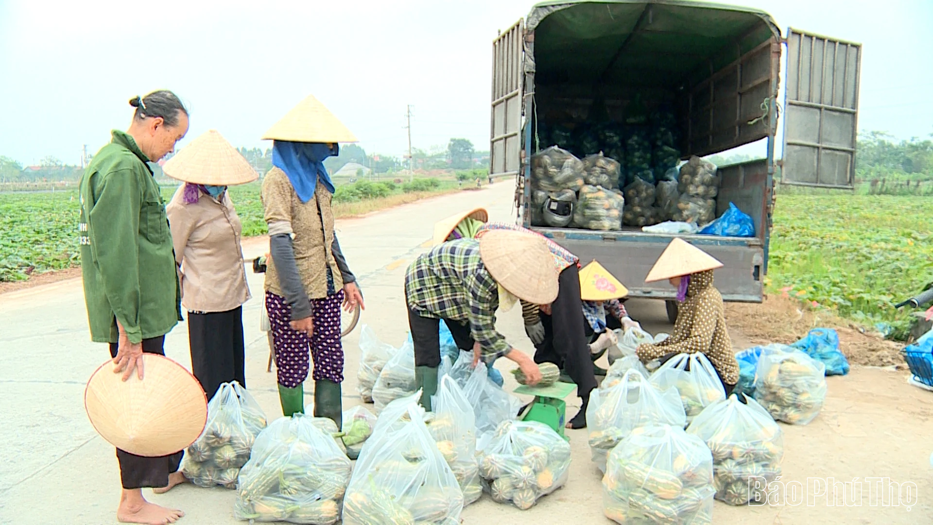 Qi Lu promueve la eficiencia económica de la calabaza de invierno
