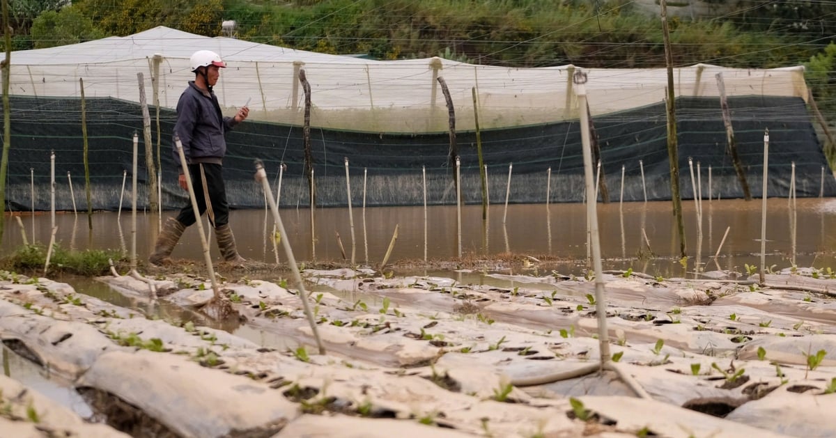 Vùng rau Đà Lạt nhiều nơi ngập trắng