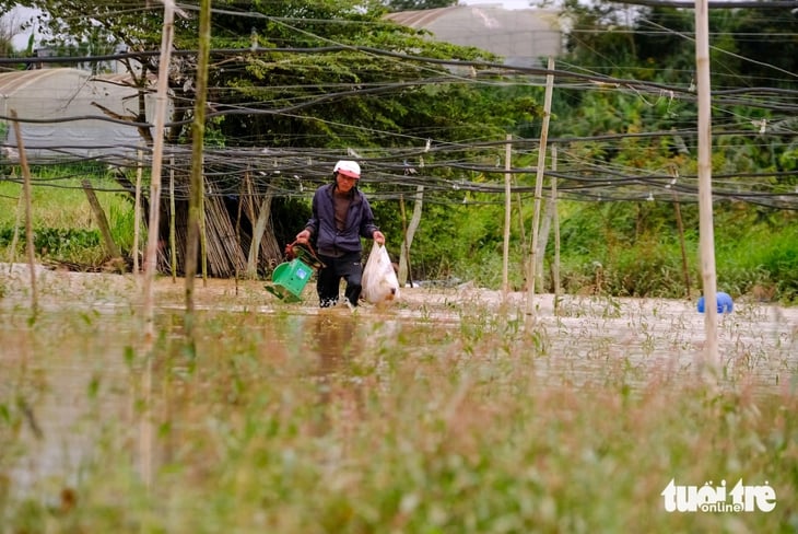 Vùng rau Đà Lạt nhiều nơi ngập trắng - Ảnh 1.