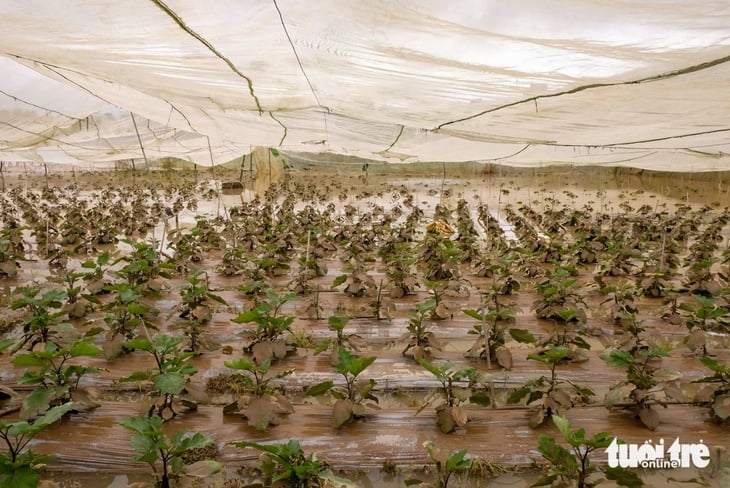 Vùng rau Đà Lạt nhiều nơi ngập trắng - Ảnh 4.