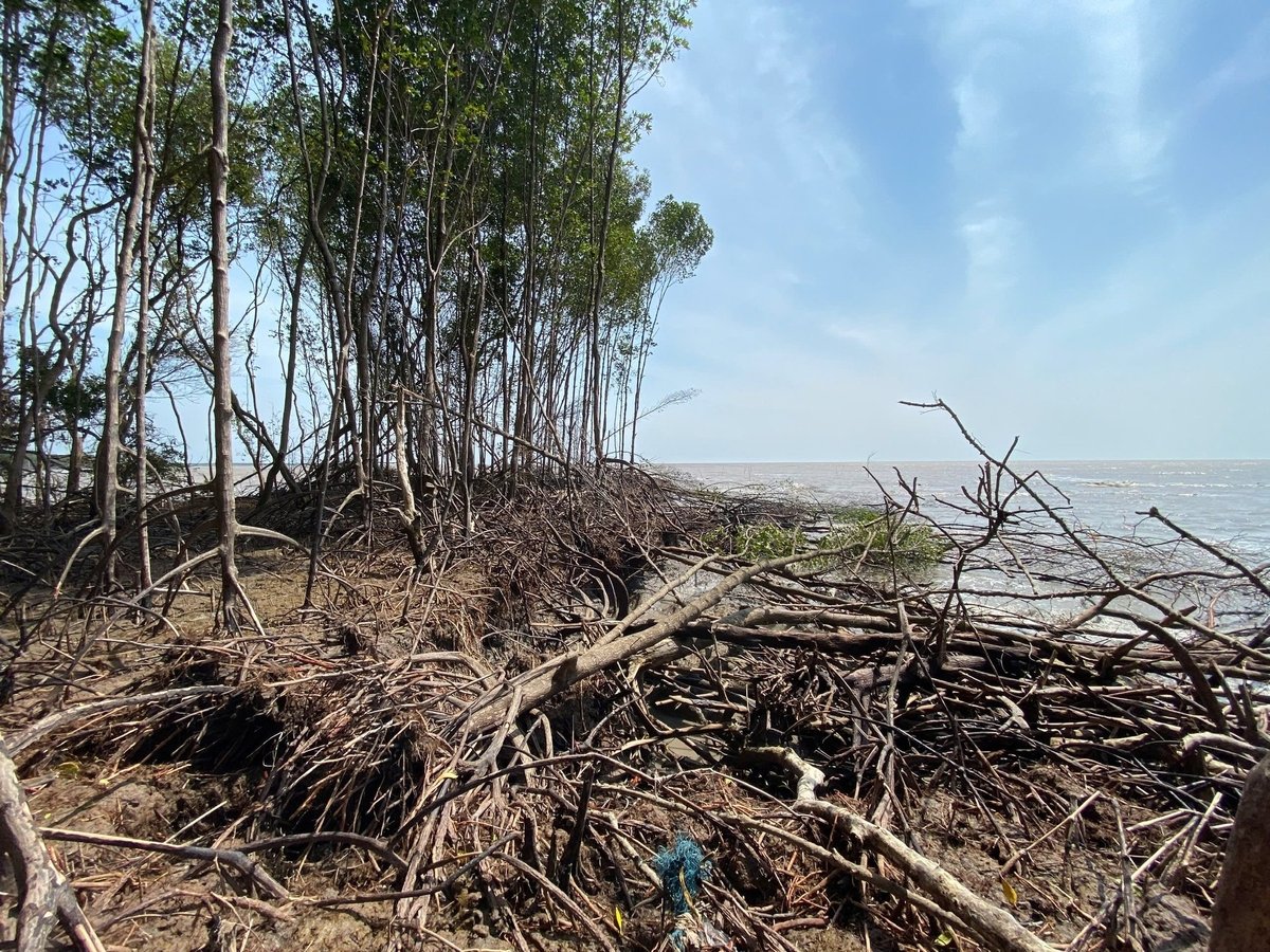 Hiện tại Cà Mau còn khoảng 140km bờ biển sạt lở nguy hiểm đặt biệt nguy hiểm. Ảnh: Trọng Linh.