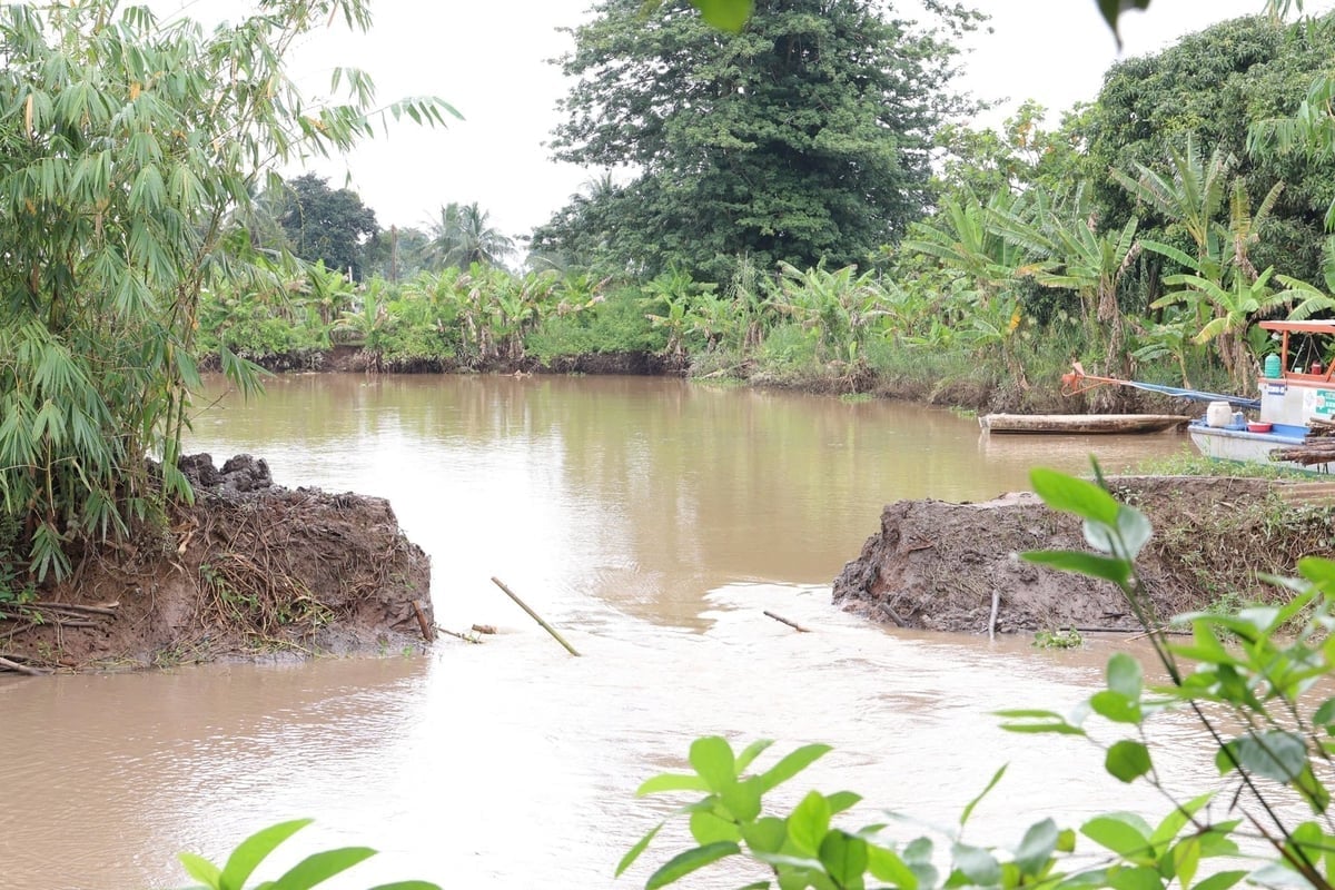 Triều cường gây ngập một vườn cây ăn trái ở Cần Thơ. Ảnh: Kim Anh.