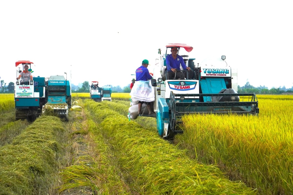 Nghiên cứu chỉ ra, nếu khai thác hiệu quả 4 hình thức: trồng nấm rơm kết hợp ủ, chăn nuôi và trồng màu, chuỗi giá trị rơm rạ tại ĐBSCL có thể đạt hơn 6.600 tỷ đồng/năm. Ảnh: Kim Anh.