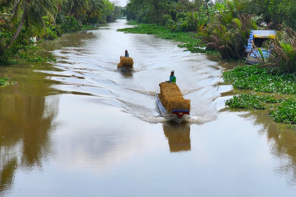 Mỗi năm ĐBSCL phát sinh khoảng 25 - 28 triệu tấn rơm rạ. Đây là nguồn sinh khối khổng lồ với tiềm năng kinh tế lớn. Ảnh: Kim Anh.