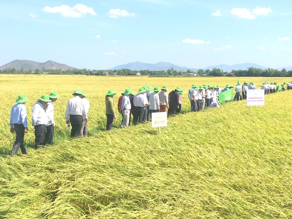 Cánh đồng lớn liên kết sản xuất lúa giống của HTX Nông nghiệp Phước Hưng. Ảnh: V.Đ.T.