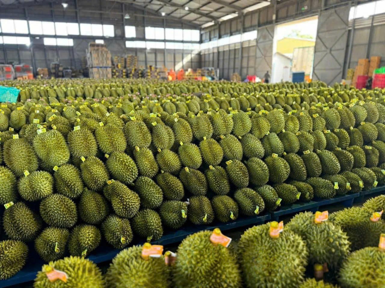 Thời tiết bất thuận, ngành hàng sầu riêng Đắk Lắk vẫn cán mốc 1,1 tỷ USD. Ảnh: Trần Thọ.