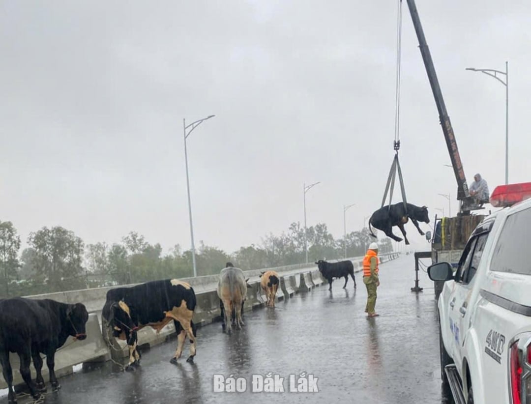 अधिकारियों ने बा नदी क्षेत्र में लोगों के मवेशियों को बचाने के लिए मोटरसाइकिलों का इस्तेमाल किया। फोटो: हो न्हू