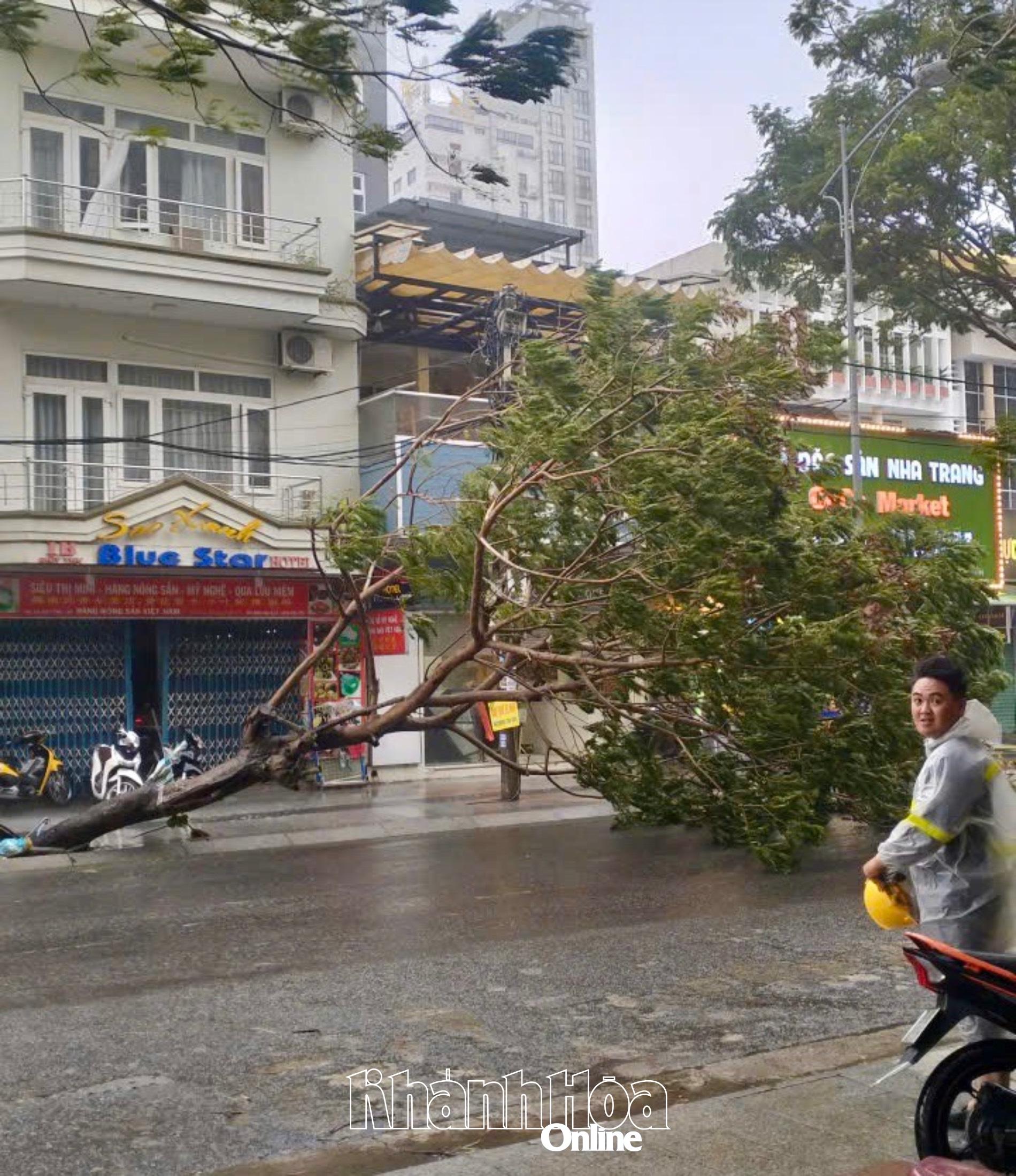 Cây xanh bị đổ trên đường Biệt Thự.