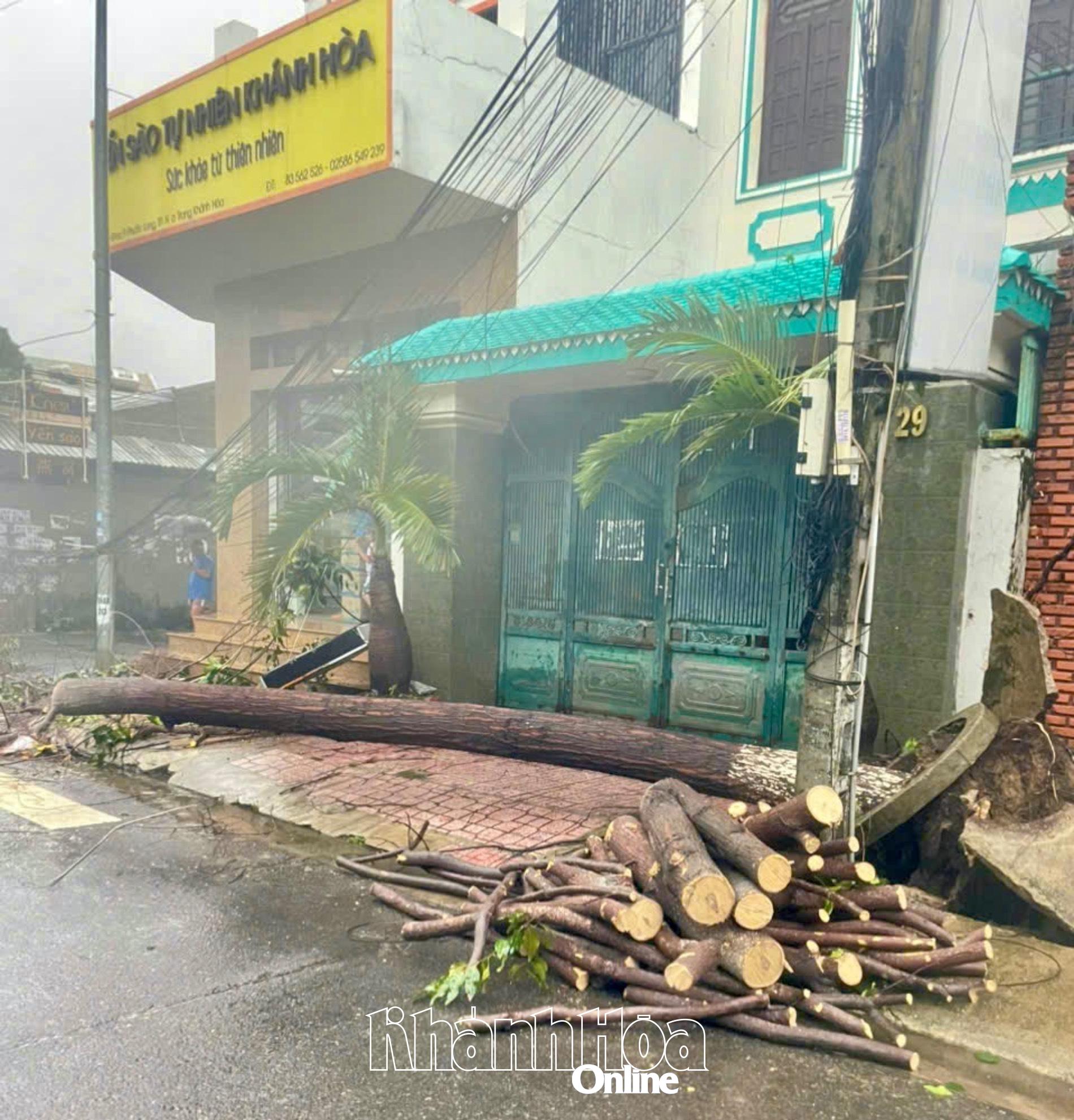 Cây xanh bị bật gốc đã được công nhân xử lý.