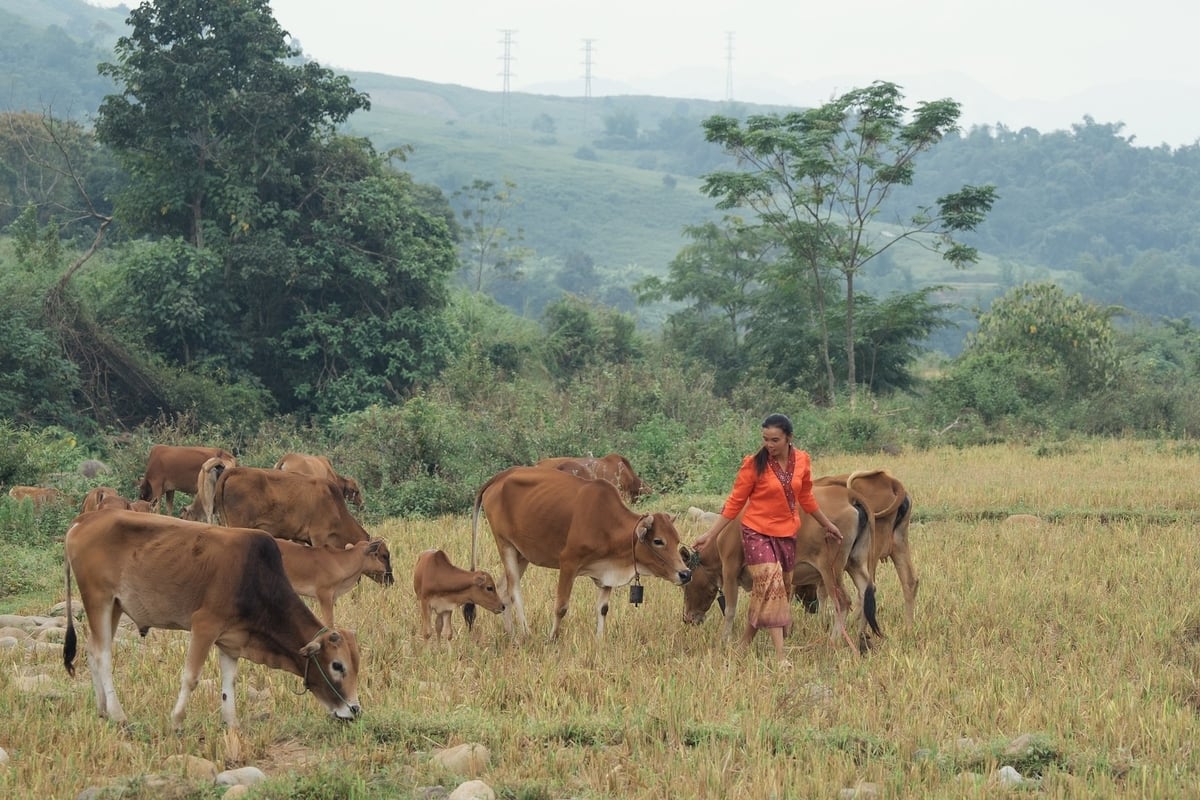 Vào mỗi mùa lạnh, từ thả rông cả ngày trên nương đồi, bò thường gầy và dễ mắc bệnh, gia đình chị chuyển sang nuôi chuồng nhờ 2.500 m² cỏ voi được trồng làm nguồn thức ăn. Ảnh: Linh Linh.