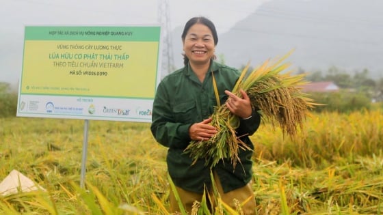 Nữ Giám đốc dân tộc Thái và khát vọng đưa hạt gạo Phù Yên vươn xa
