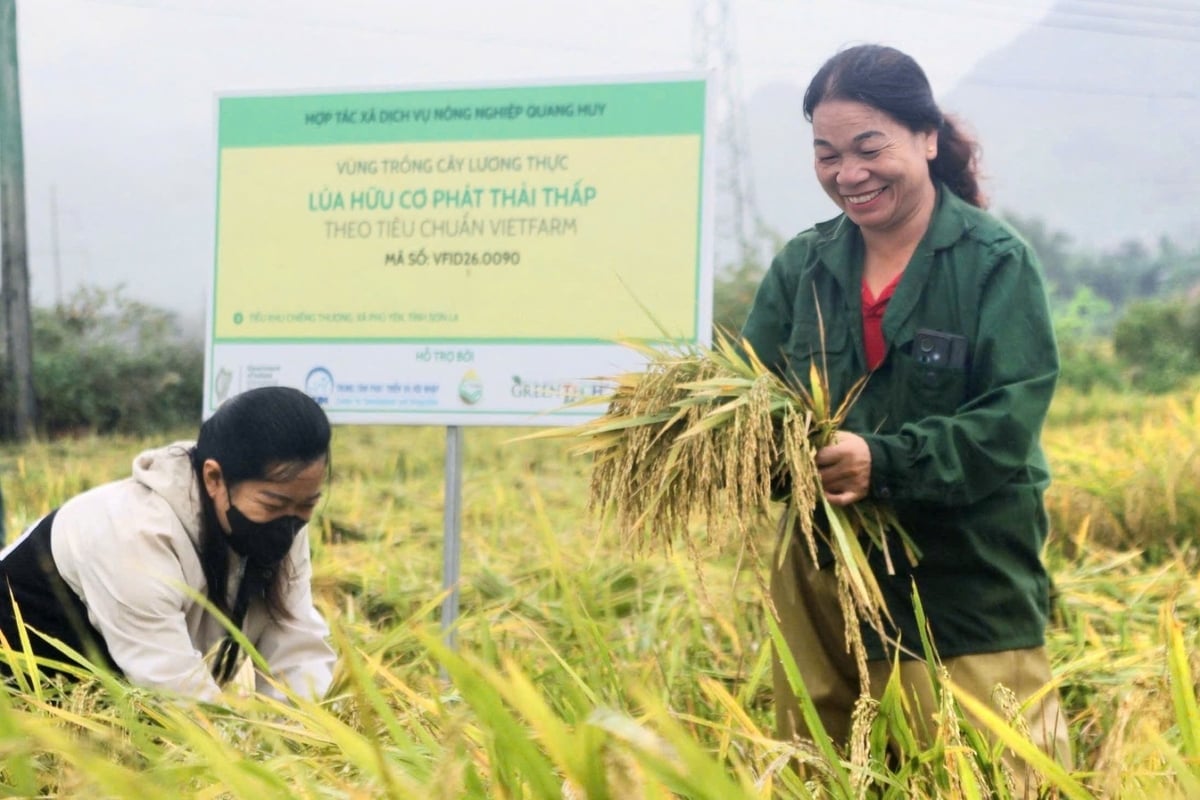 Rộn ràng mùa gặt trên cánh đồng Mường Tấc của bà con Hợp tác xã Dịch vụ Nông nghiệp Quang Huy. Ảnh: Nguyễn Nga.