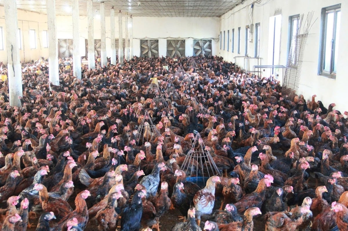 Toàn xã Gia Lộc hiện có khoảng 130 hộ nuôi gà, quy mô từ 3.000 - 8.000 con. Ảnh: Hoàng Phong.