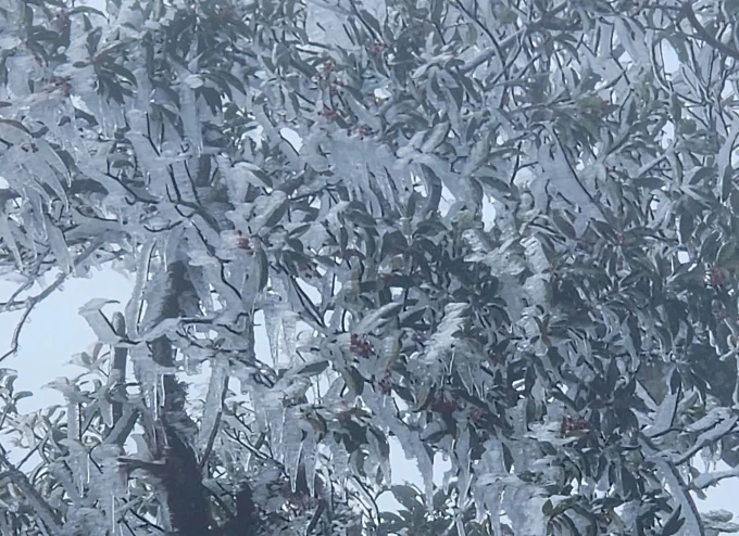 Ais muncul di puncak gunung tinggi di Lao Cai dan Lai Chau