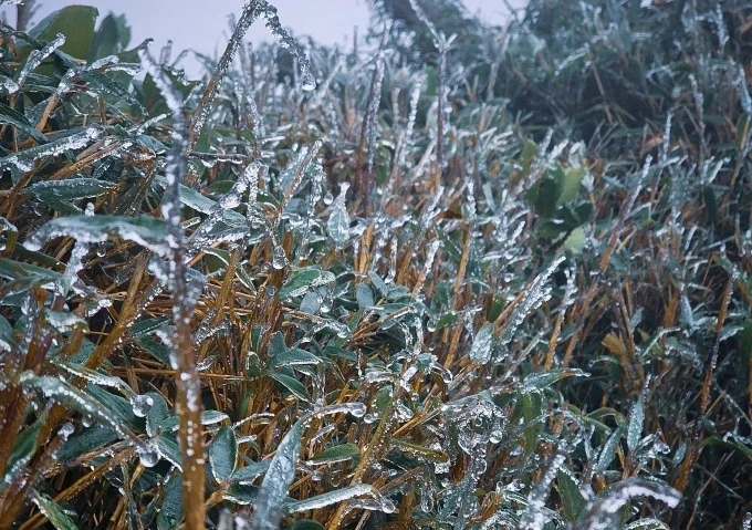 Ais muncul di puncak gunung tinggi di Lao Cai dan Lai Chau