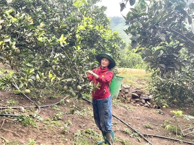 Pohon jeruk di desa Dao Ha Son