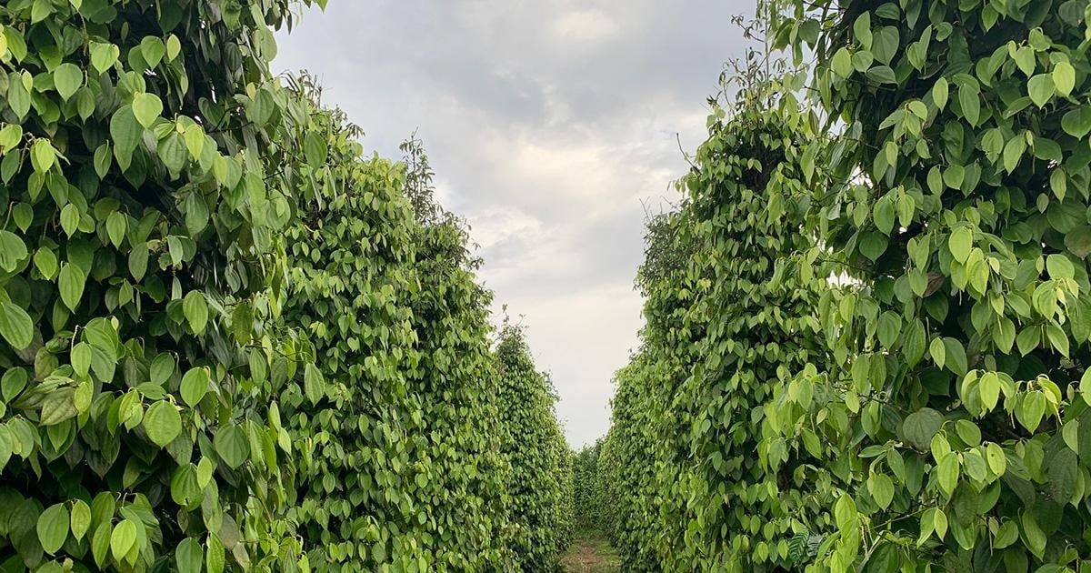 Giá tiêu hôm nay 20/11/2025 đi ngang, lo ngại cho chất lượng hạt tiêu vụ tới