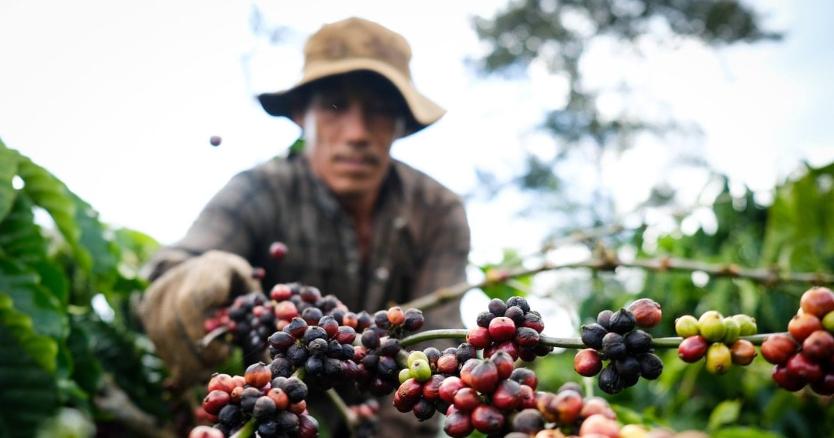 Giá cà phê hôm nay 20/11/2025 tăng mạnh tại Tây Nguyên dù thế giới giảm sâu