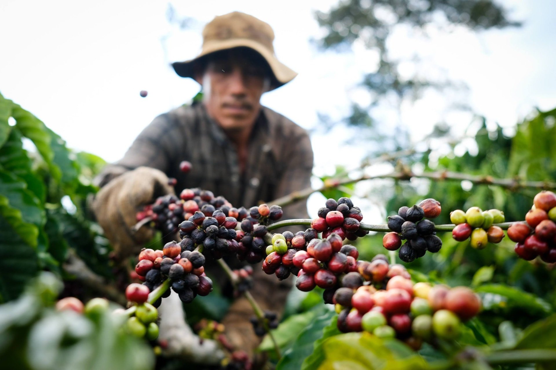 Giá cà phê hôm nay 20/11/2025 tăng mạnh tại Tây Nguyên dù thế giới giảm sâu