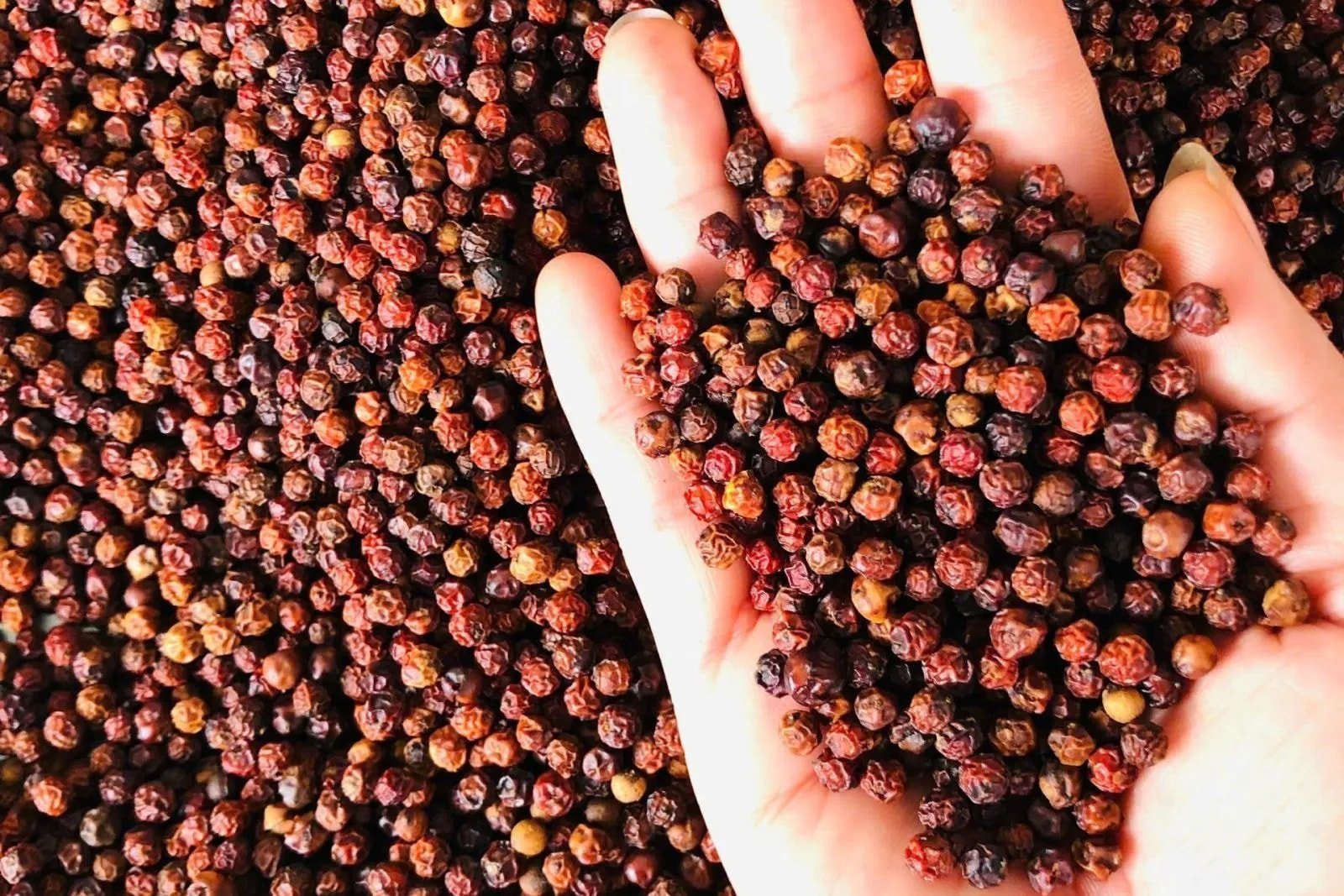 Giá tiêu hôm nay 20/11/2025 duy trì ổn định