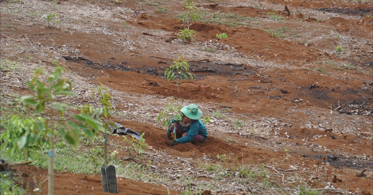 Tăng diện tích cây trồng giá trị cao