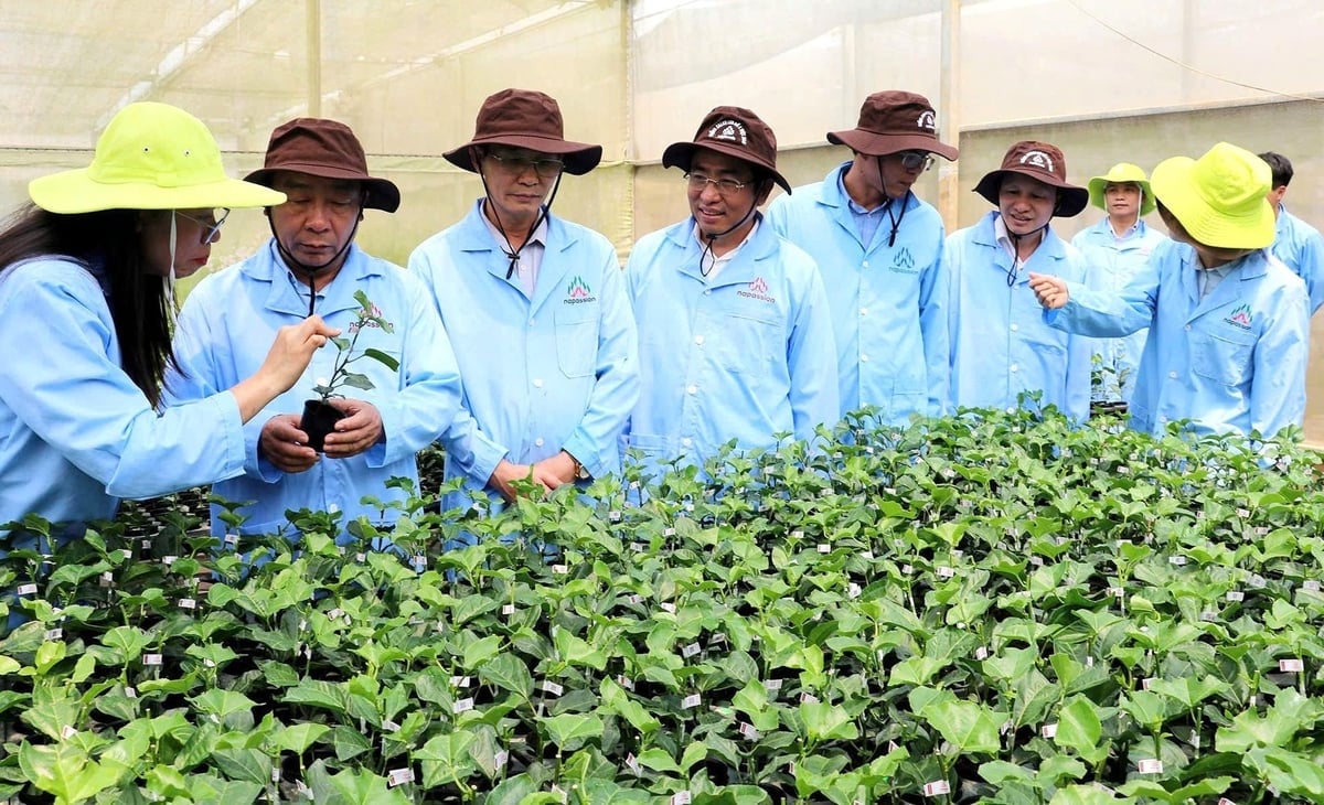 Grupul Nafoods este o unitate lider în producția de semințe și prelucrarea produselor agricole. Foto: Viet Khanh. Nafoods Group là đơn vị đi đầu về sản xuất giống và chế biến các sản phẩm nông nghiệp. Ảnh: Việt Khánh.