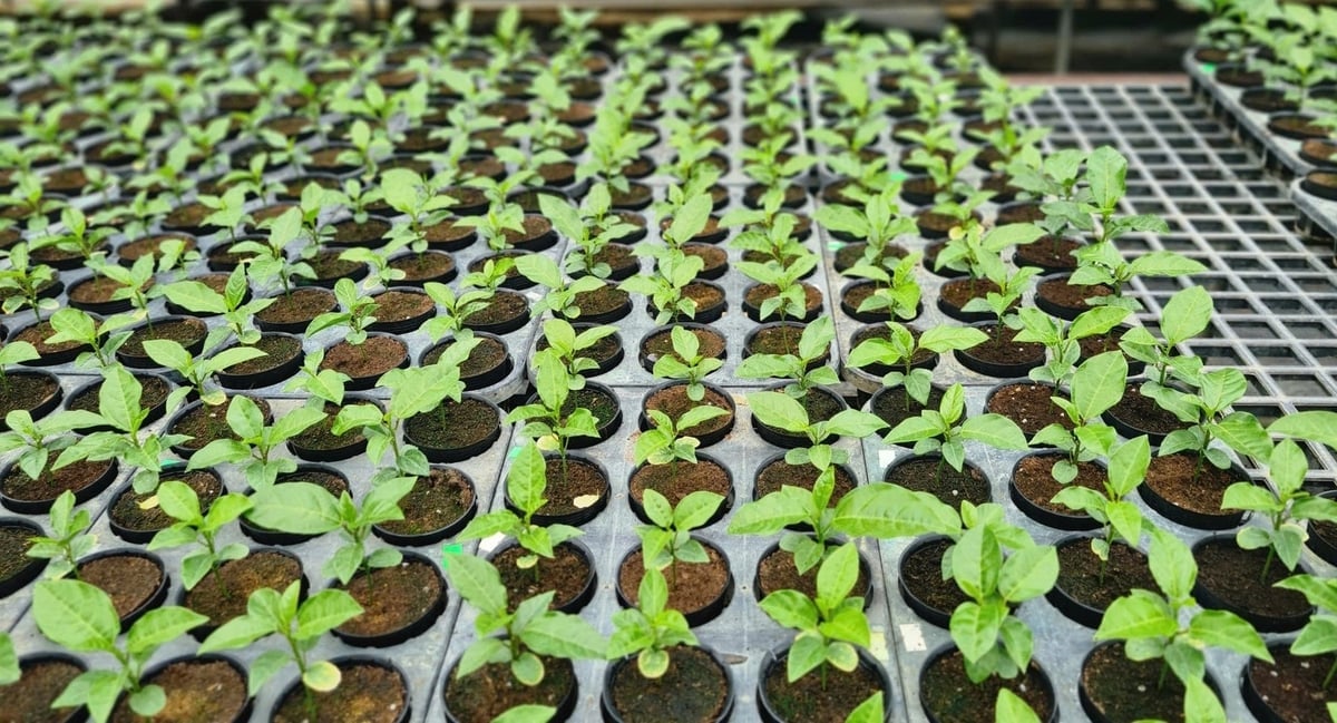 Procesul de plantare și îngrijire a pomilor de fructul pasiunii este implementat sistematic de Nafoods Group. Foto: Viet Khanh. Quy trình trồng, chăm sóc cây chanh leo được Nafoods Group triển khai bài bản. Ảnh: Việt Khánh.