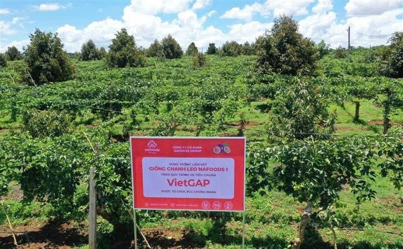 Grupul Nafoods deține în prezent numeroase soiuri de fructul pasiunii de înaltă calitate. Foto: Viet Khanh. Hiện Nafoods Group đang sở hữu nhiều giống chanh leo chất lượng cao. Ảnh: Việt Khánh.
