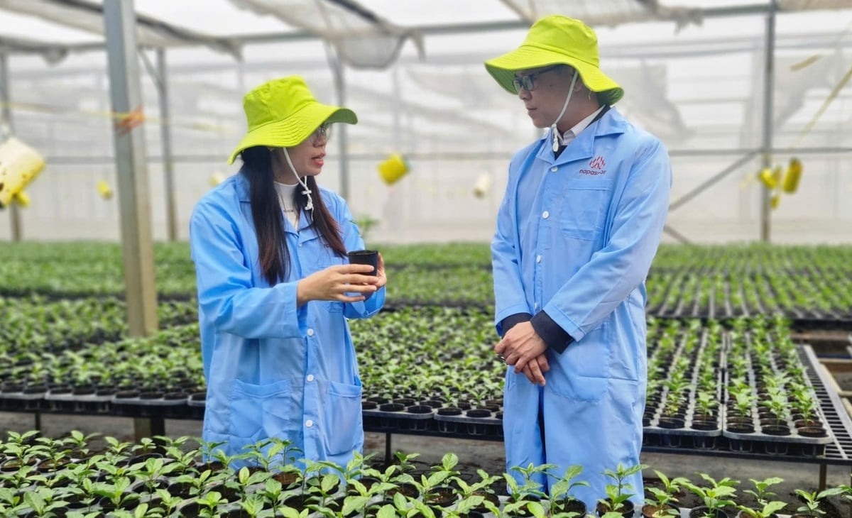 În foaia sa de parcurs pentru dezvoltare, Nafoods Group identifică Nghe An ca o locație strategică. Foto: Viet Khanh. Trong lộ trình phát triển, Nafoods Group xác định Nghệ An là địa bàn chiến lược. Ảnh: Việt Khánh.