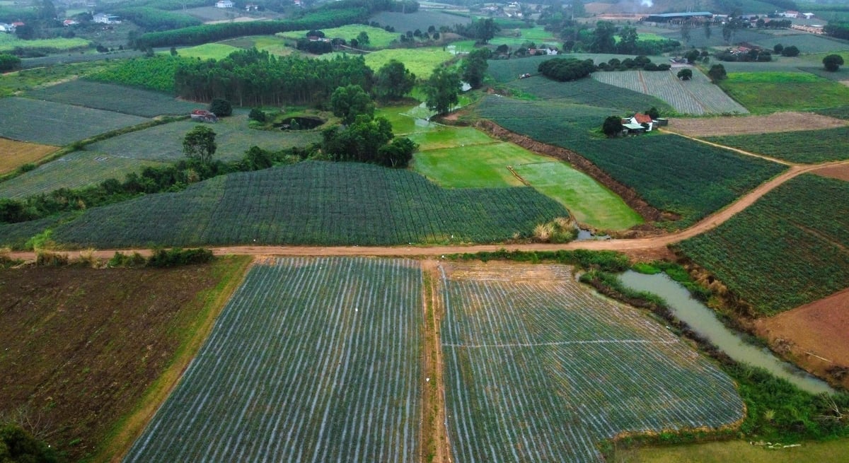 Pe lângă fructul pasiunii, Nafoods Group deține mii de hectare de ananas. Foto: Viet Khanh. Bên cạnh chanh leo, Nafoods Group đã sở hữu vùng nguyên liệu dứa hàng ngàn ha. Ảnh: Việt Khánh.