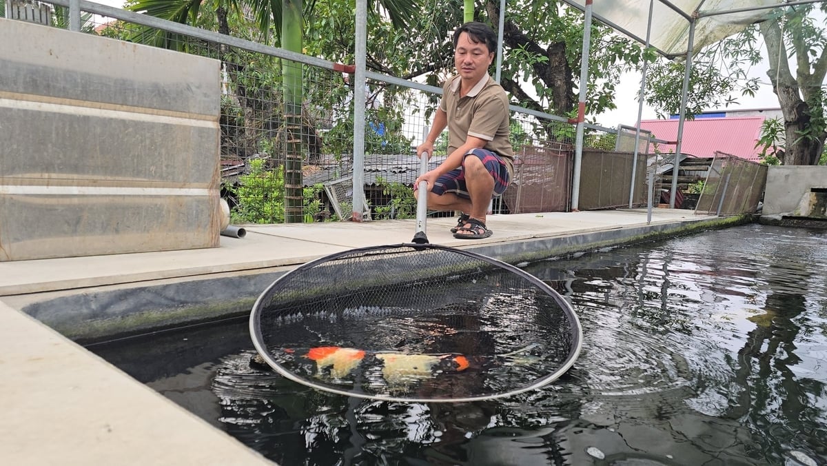 Anh Đạt bên đàn cá Koi Nhật Bản thuần chủng, có con trọng lượng lên tới gần 20 kg, dài gần 1 m. Ảnh: Kiên Trung.