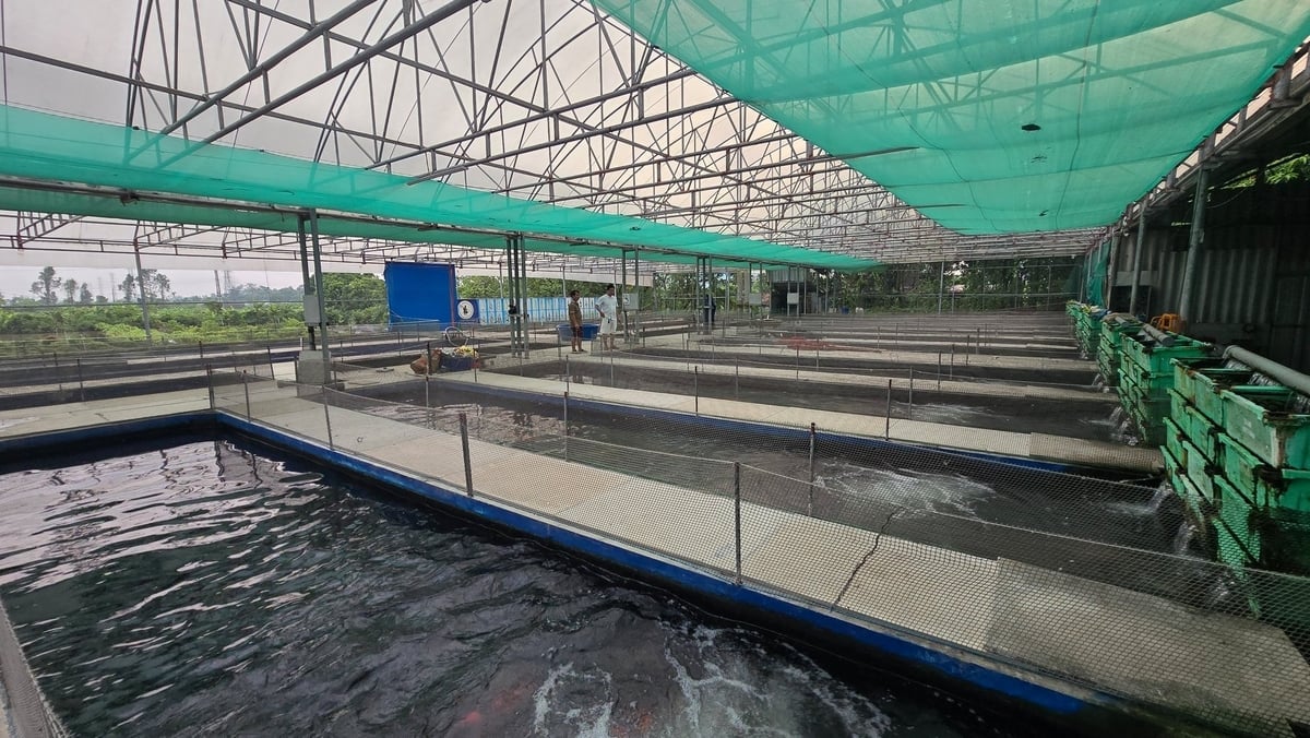 Cơ ngơi tiền tỷ của 'Vua cá Koi' Trần Tuấn Đạt. Ảnh: K.Trung.