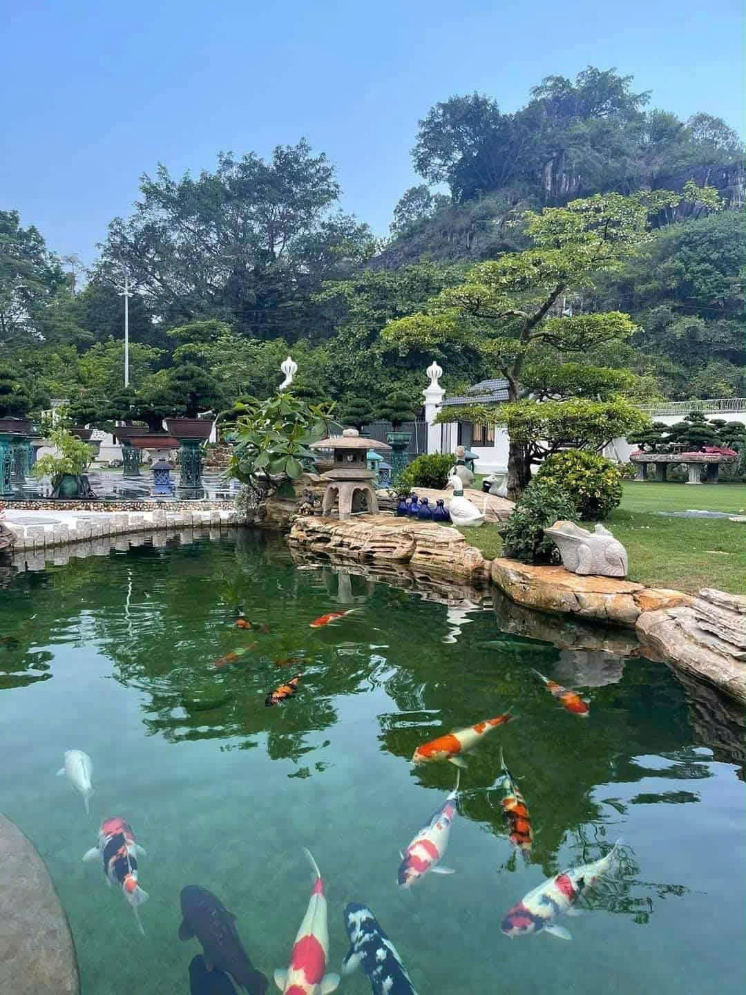 Không gian bể cá Koi do anh Đạt thiết kế cho người chơi cá quý tộc. Ảnh: K.Trung.