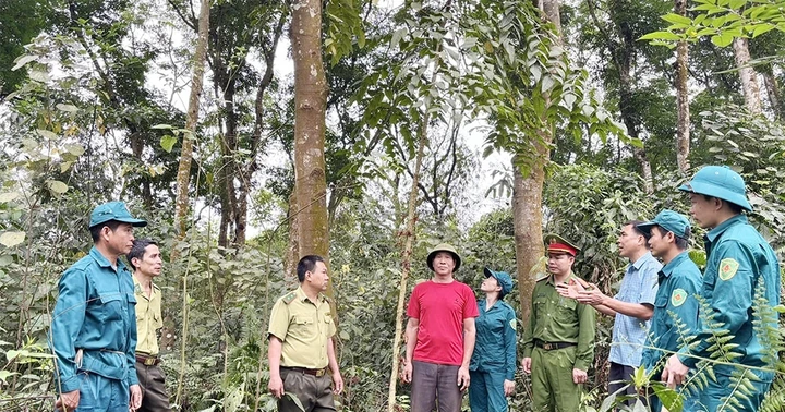 Phát triển dược liệu dưới tán rừng