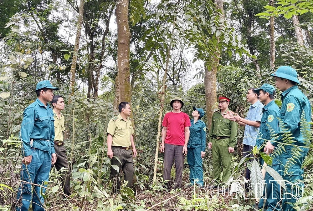 جنگل کی چھت کے نیچے دواؤں کی جڑی بوٹیاں تیار کرنا