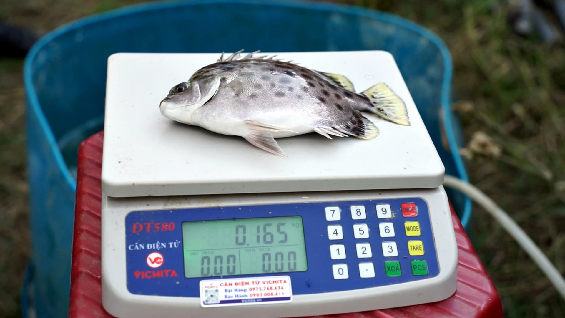 Sau hơn 5 tháng nuôi, cá đạt kích cỡ 6-8 con/kg         - Ảnh: L.A