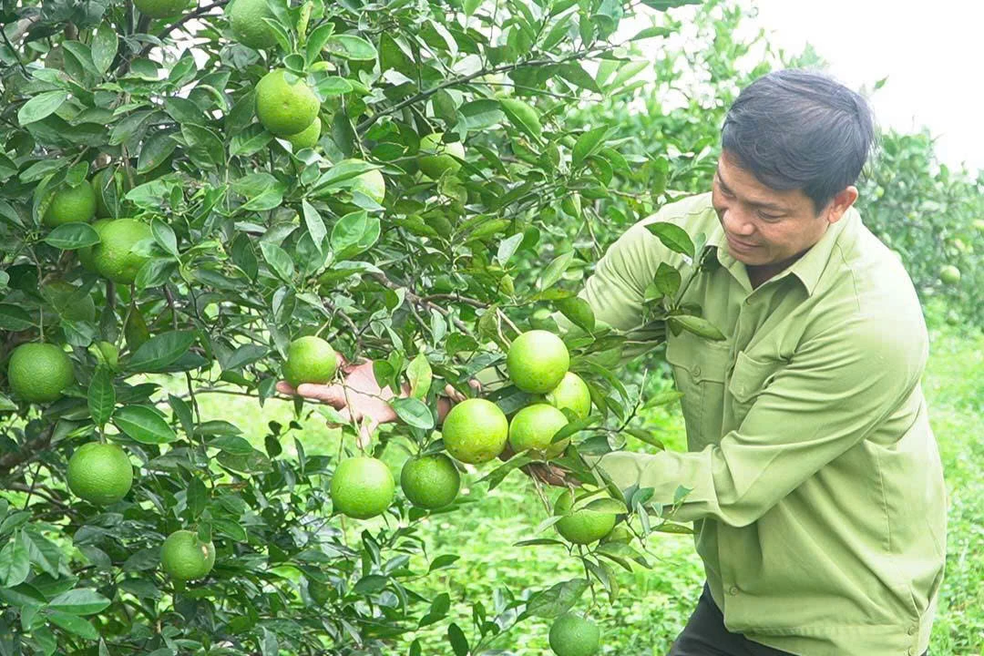 Vườn cam hữu cơ của anh Bùi Quang Huyên đạt năng suấtvượt trội, được người tiêu dùng yêu thích - Ảnh: T.HOA
