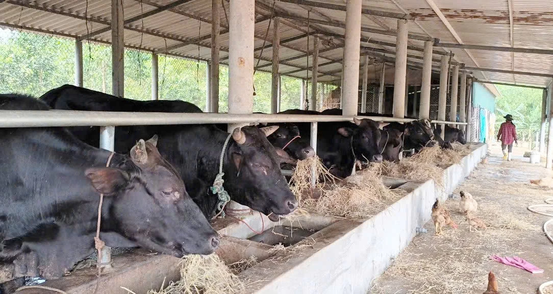 Chăn nuôi bò thâm canh vỗ béo tại trang trại của anh Bùi Quang Huyên     - Ảnh: T.HOA