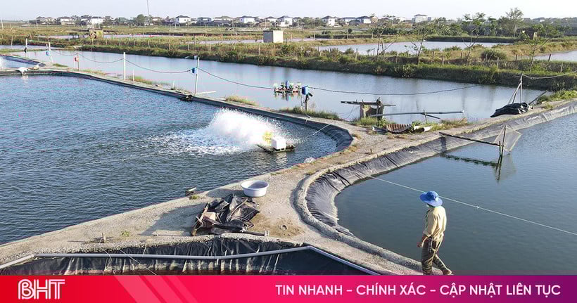 Phường Trần Phú đẩy mạnh phát triển các mô hình nông nghiệp đô thị