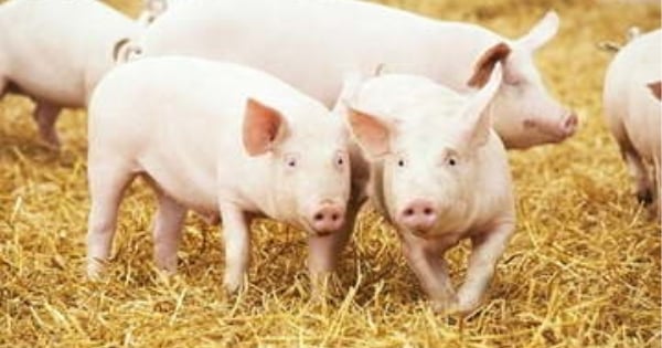 Giá heo hơi hôm nay 20/11/2025: Tiếp đà tăng giá