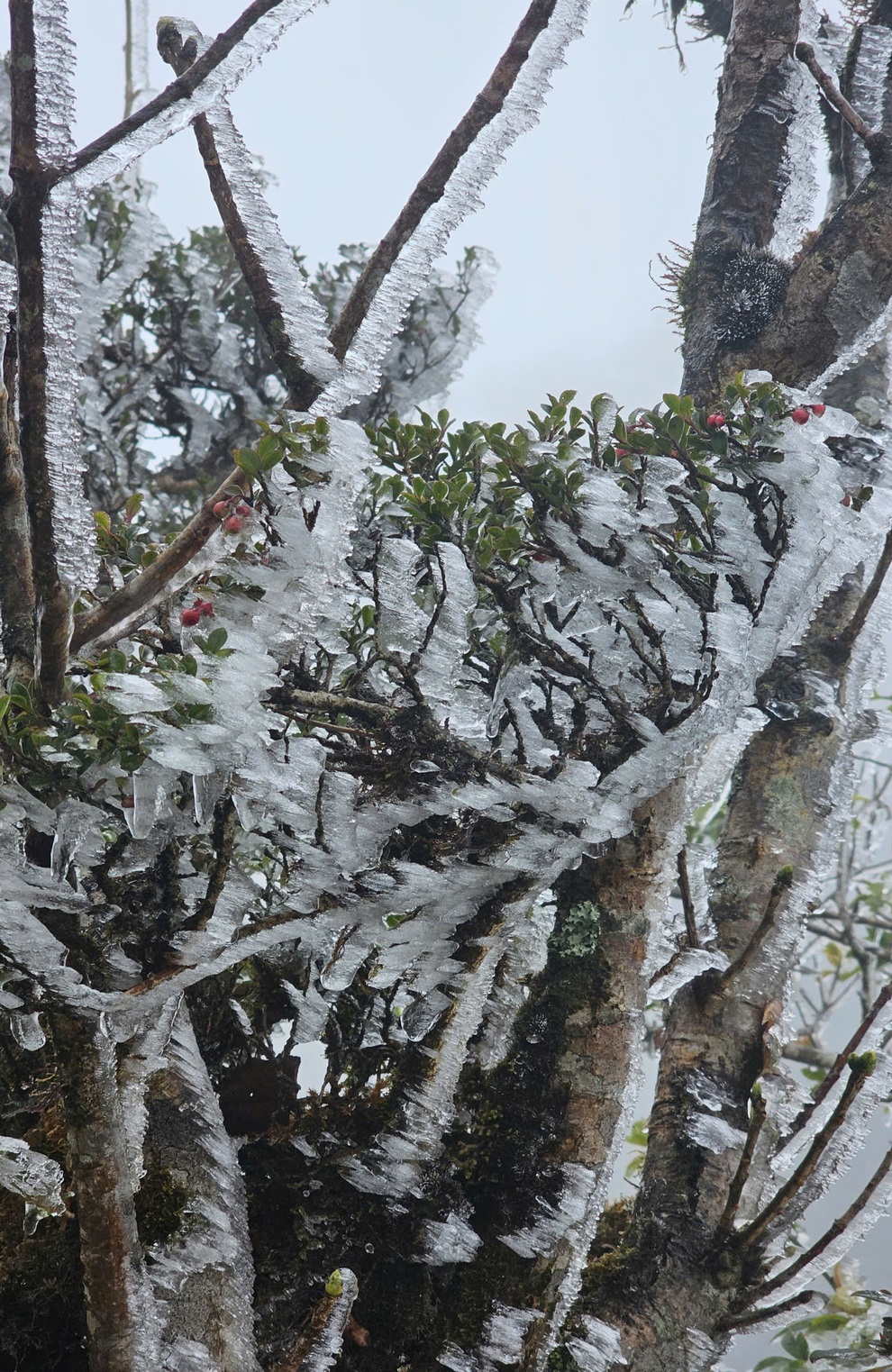Os visitantes ficaram impressionados ao ver o gelo branco cobrindo o topo de Ta Xua, com uma temperatura de apenas 0 graus Celsius - 1.