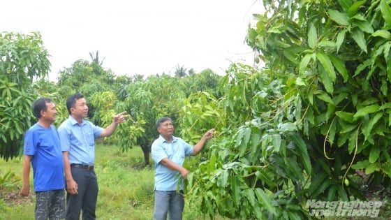 Liên kết phát triển trên những cánh đồng giảm nghèo ở An Giang
